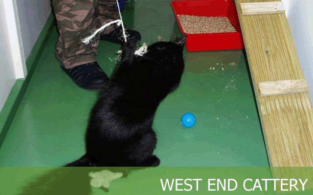 West End Cattery
